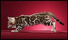 Skip to registered breeder list >. Bengal Cat Wikipedia