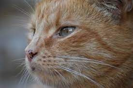 Why Orange Cats Are So Special According To Science Psychology Today