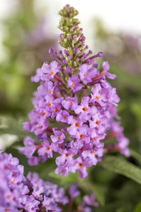 Butterfly Bush, Dwarf - BABY BUZZ Candy Pink