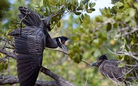 6 years ago6 years ago. Yellow Crowned Night Heron Audubon Field Guide