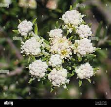 Image result for Phylica emirnensis