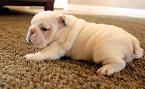 dunyanin en rahat kopegi ingiliz bulldog