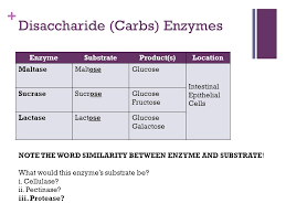 enzyme activity the digestive system ppt video online