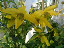 We did not find results for: Cultivation Of Clematis From Seeds Clematis Planting With Seeds How To Grow Clematis From Seeds
