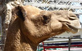 Purpose of this articles is to present people the real power of camel, maybe some of you will find a use case where you can use this. Real Time Data Batching With Apache Camel Dzone Database