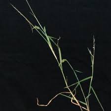 Image result for Melinis macrochaeta