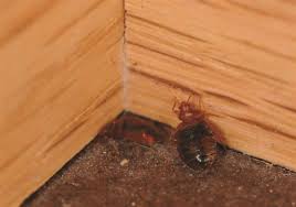 Legal words that have to appear at the bottom of a website. Bed Bugs Have Decided To Stay Now They Like Senior Living And Schools Too Pittsburgh Post Gazette
