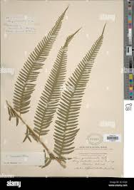 Image result for Pteris burtonii