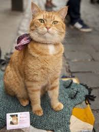 I Miss Bob The Street Cat In 2020 Street Cat Bob Orange Tabby Cats Cats