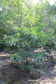 Image result for Bruguiera