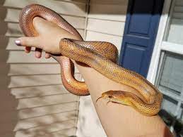 Baird S Rat Snake Rat Snake Snake Reptiles Pet
