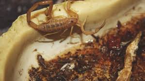 How To Get Rid Of Scorpions Pest Control Pests Insect Control