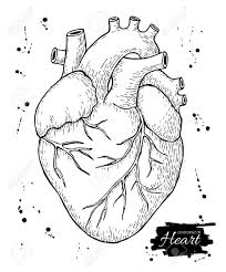 Free for commercial use high quality images Easy Simple Human Heart Drawing