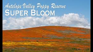 Lancaster you've likely seen photos of the vibrant orange poppy fields flooding your instagram feed. Antelope Valley California Poppy Reserve Blankets Of Orange Poppys California Through My Lens