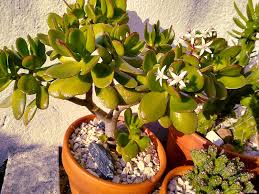 Oriental tea tree indoor bonsai carmona microphylla bonsai. Is Your Jade Plant Top Heavy Here S What You Do