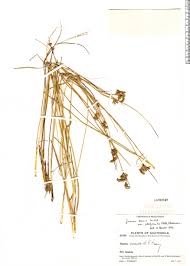 Image result for Platycaulos