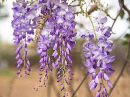 Image result for Wisteria