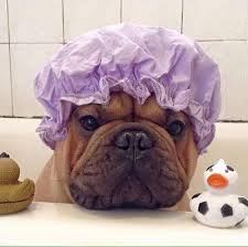 Dear Labby Why Does My Dog Go Wild After Taking A Bath Dogtime Cute Puppies Bulldog Dogs