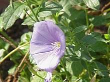 Image result for Convolvulus ocellatus