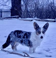 All of the puppies from the anna (taint no ice queen) and topper (taylor's sheriff longmire) have been sold. Howling Hounds Corgis Cardigan Welsh Corgi Breeder In Colorado