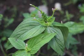 Image result for Spigelia anthelmia