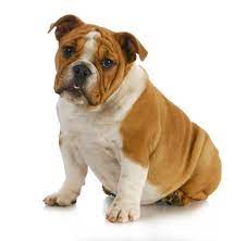 Convenient financing · a+ bbb rating · free estimates The Dog Trainer The Trouble With Bulldogs Quick And Dirty Tips