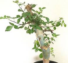 Image result for Commiphora caerulea