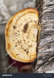 Image result for Ganoderma curtisii
