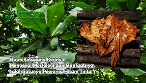 Daun ketapang adalah jenis daun yang digunakan untuk menyembuhkan penyakit pada ikan. Daun Ketapang Kering