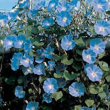 Aesthetic Morning Glory And Beautiful Image Heavenly Blue Morning Glory Morning Glory Garden Vines