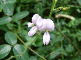 Image result for Desmodium uncinatum