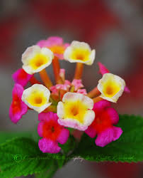 Pokok ini berbau busuk sehinggakan tiada perosak yang berminat dengannya. Bunga Tahi Ayam If Translated In English Chicken S Poo Fl Flickr
