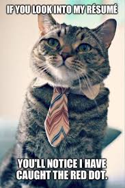 College Cat Is Looking For A Job Funny Animal Memes Silly Animals Cute Animals