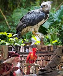 In order to see those birds, you need to climb a bit down. According To The Wikipedia The Harpy Eagle Was The Inspiration Behind The Design Of Fawkes The Phoenix In The Harry Potter Film Series Harrypotter