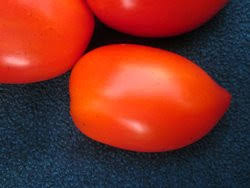 The amish paste tomato is one of the larger paste varieties of tomato, the fruit grows from 6 to 12 ounces. Alte Tomaten