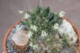 Image result for Drimia calcarata