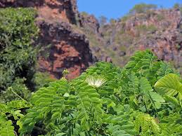 Image result for Albizia lebbeck