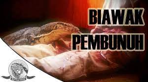 By konservasi sumberdaya hutan ekowisata. Tragis Biawak Makan Manusia Youtube