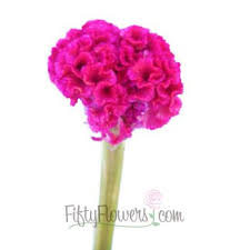 Celosia Hot Pink Flower Fiftyflowers Com Pink Flowers Orange And Pink Wedding Flower Centerpieces Wedding