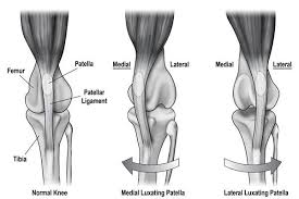 Luxating Patella In Dogs Doghealth Com Dog Health Pet Health Pet Care Dogs