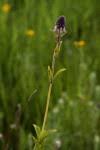 Image result for Pycnostachys reticulata