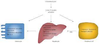 Cholesterol Metabolism In Cholestatic Liver Disease And Liver Transplantation From Molecular Mechanisms To Clinical Implications