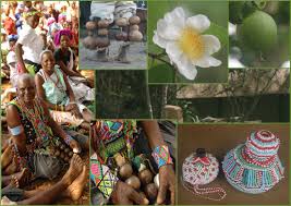 Image result for Oncoba