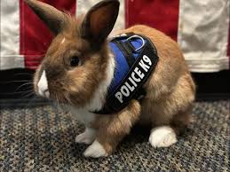 Percy Is No Ordinary Bunny, He Is California Police's Wellness Officer