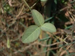 Image result for Desmodium scorpiurus