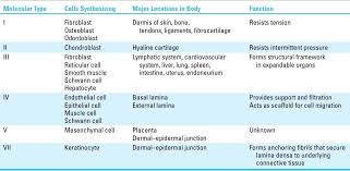 Collagen Types And Locations
