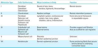 collagen types and locations