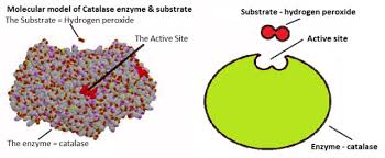 DP Biology: Enzyme Theory