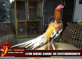 Ayam Wiring Kuning Ini Keistimewaannya Ayam