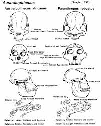 An extinct species of early hominid whose fossil remains were discovered in 3. Australopithecus Afarensis Lawn Chair Anthropology